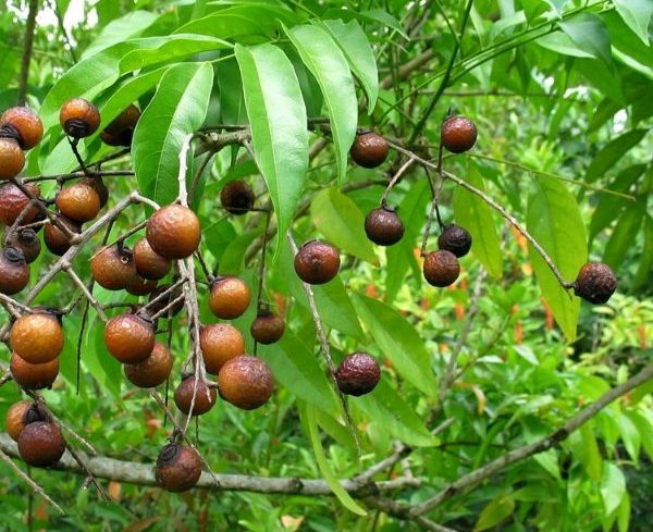 درخت رودراکشا