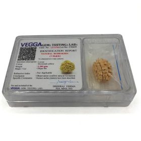 مهره رودراکشا شناسنامه دار مدل 3 موکی